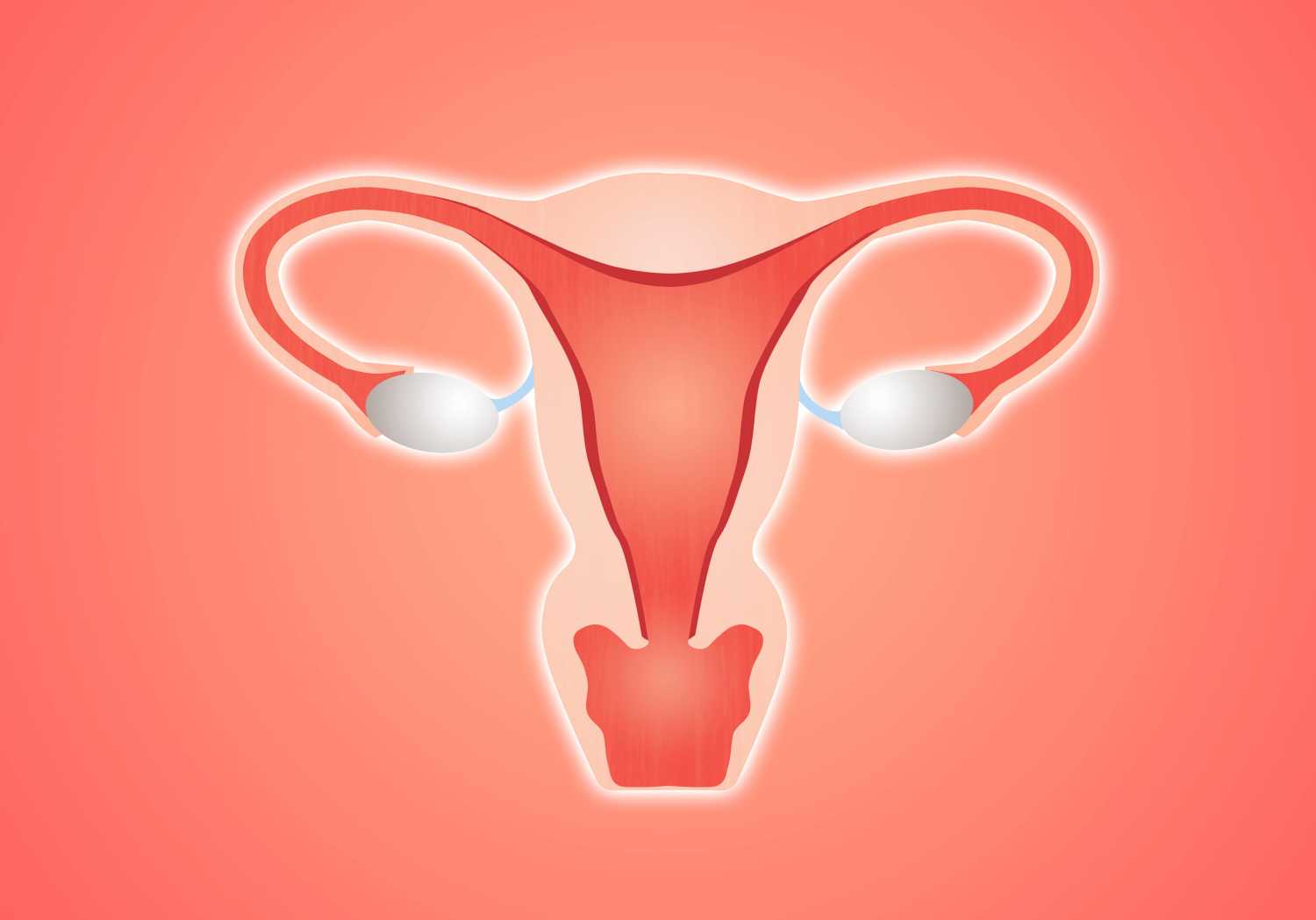 Illustration of uterus and ovaries to highlight endometriosis and fertility