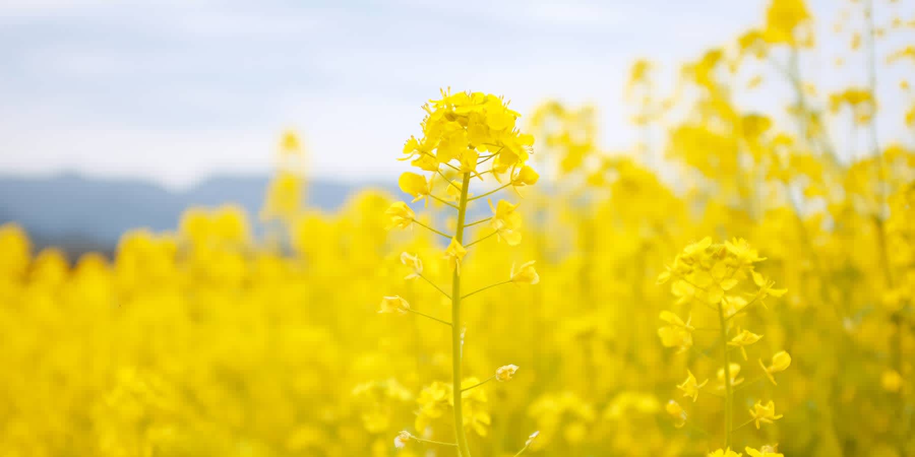 Plants that release pollen in the spring can cause spring allergies